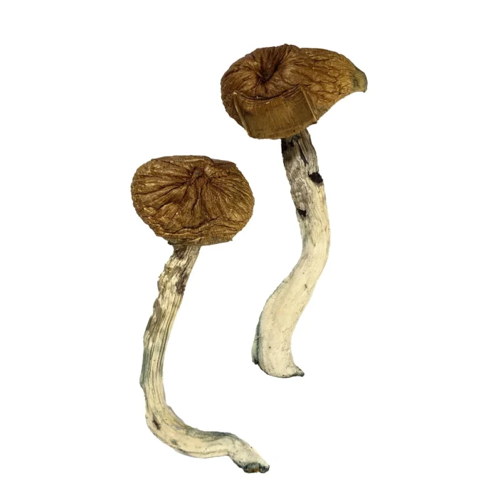Buy Dancing Tiger Magic Mushrooms Dancing Tiger Magic Mushrooms