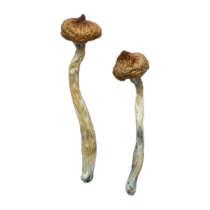 Escondido Magic Mushrooms