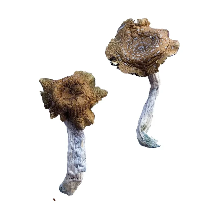 Buy Florida White (F+) Magic Mushrooms Florida White (F+) Magic Mushrooms