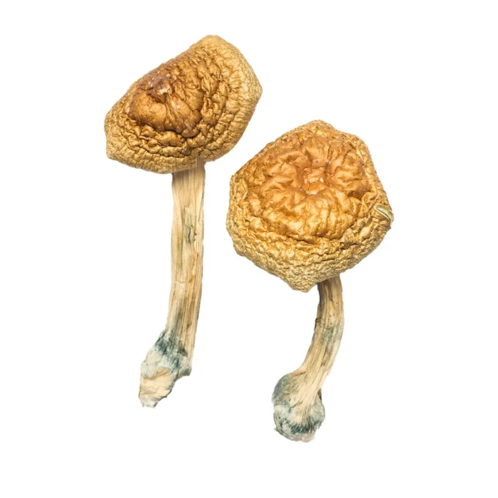 Buy Golden Mammoth Magic Mushrooms Golden Mammoth Magic Mushrooms