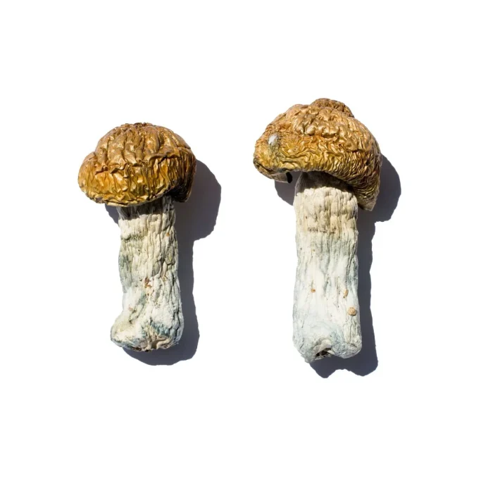 Buy Hero Magic Mushrooms – Psilocybe Cubensis for Mindful Experiences Hero Magic Mushrooms – Psilocybe Cubensis for Mindful Experiences