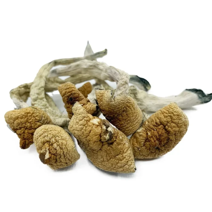 Buy Lizard King Magic Mushrooms Lizard King Magic Mushrooms