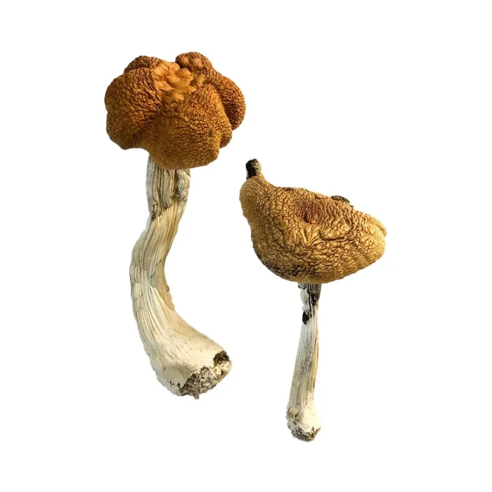 Buy Malaysian Magic Mushrooms Malaysian Magic Mushrooms