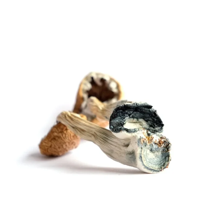 Penis Envy 6 (PE6) Magic Mushrooms