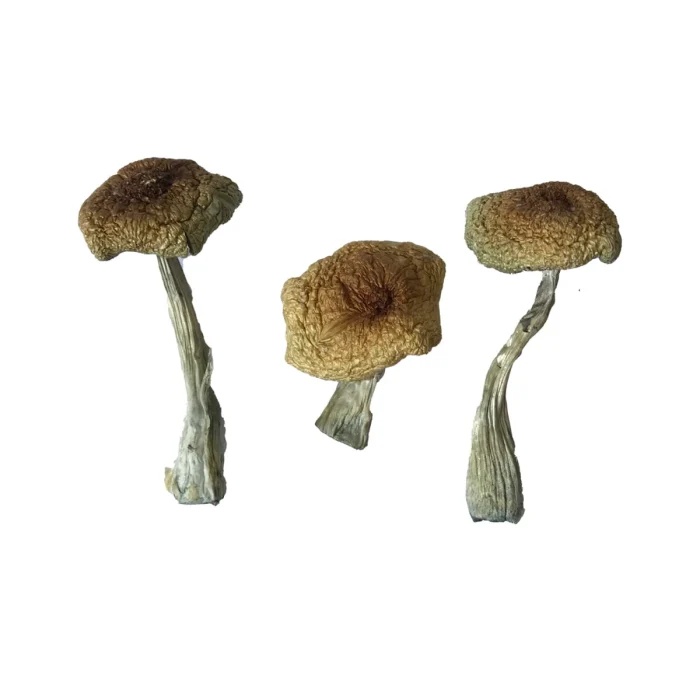 Buy Psilocybe Aztecorum Magic Mushrooms Psilocybe Aztecorum Magic Mushrooms