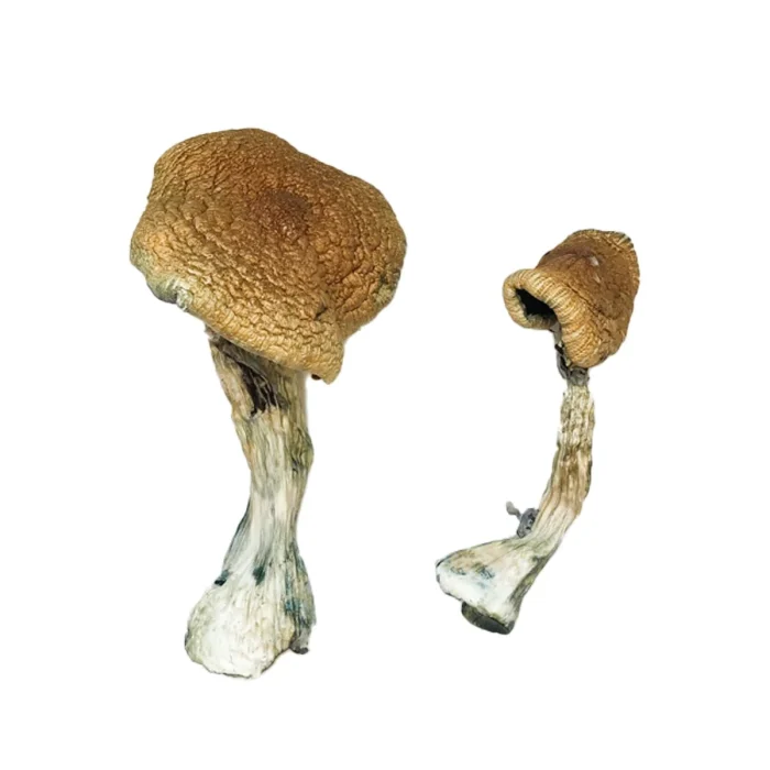 Buy Texas Yellow Cap Magic Mushrooms Texas Yellow Cap Magic Mushrooms