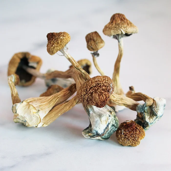 Buy Transkei Magic Mushrooms Transkei Magic Mushrooms