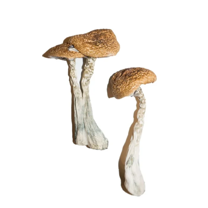 Buy Wavy Caps Magic Mushrooms Wavy Caps Magic Mushrooms