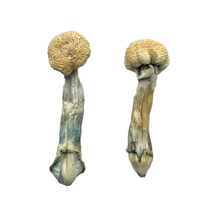 Albino Treasure Coast Magic Mushrooms