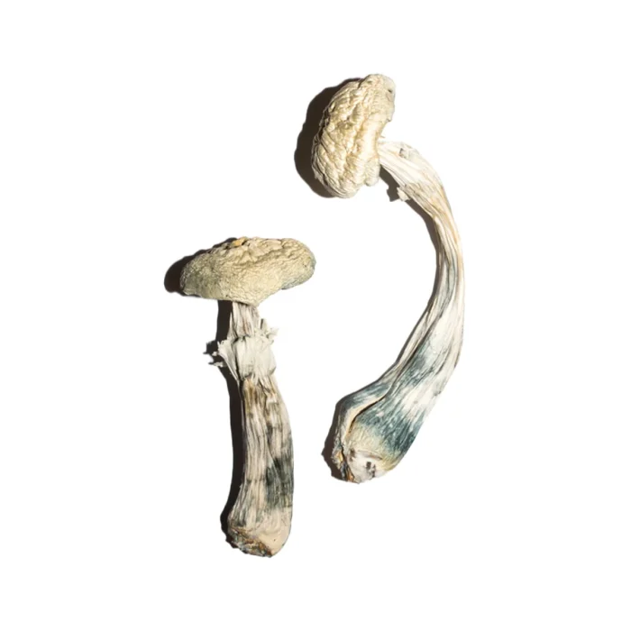 Buy Avery’s Albino Magic Mushrooms Avery’s Albino Magic Mushrooms