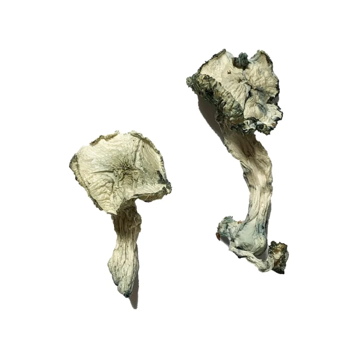 Buy Albino Cambodian Magic Mushrooms Albino Cambodian Magic Mushrooms