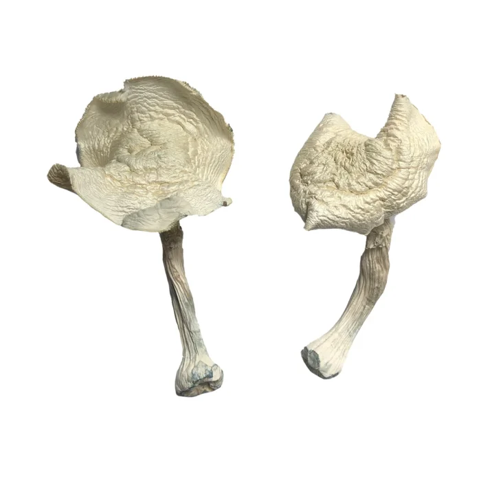 Buy Albino Louisiana Magic Mushrooms Albino Louisiana Magic Mushrooms