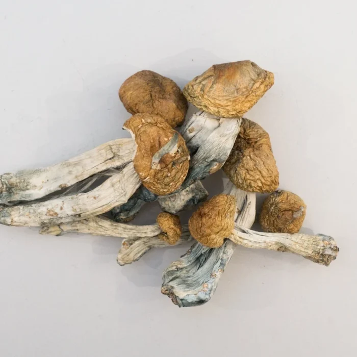 Buy Big Mex Magic Mushrooms Big Mex Magic Mushrooms
