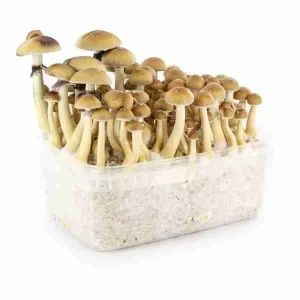 Magic Mushroom Grow Kits