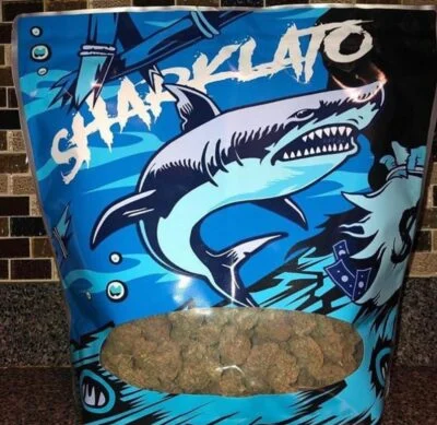 Buy Sharklato Sharklato