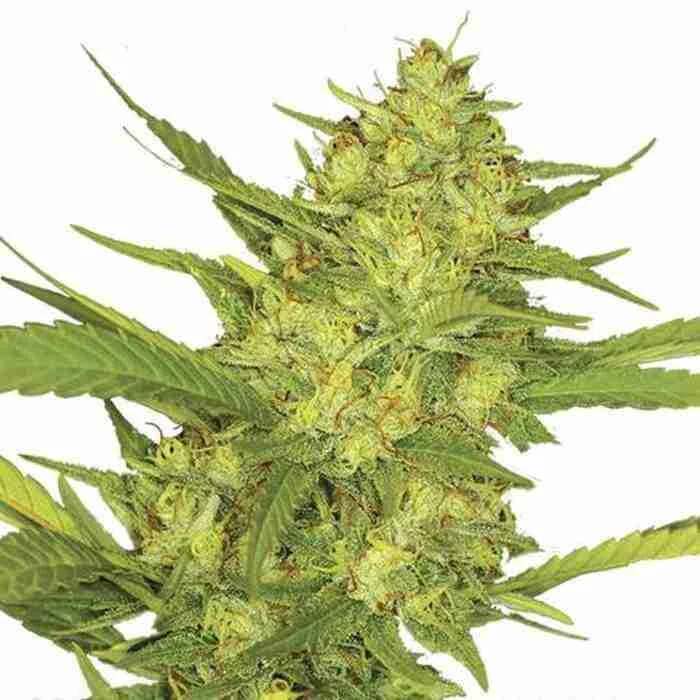 Buy Sour Diesel Feminized Seeds Sour Diesel Feminized Seeds