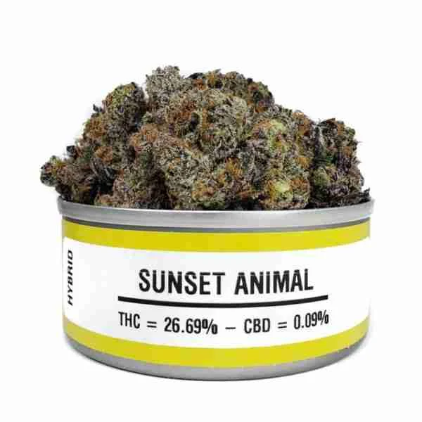 Buy Space Monkey Meds Strains Space Monkey Meds Strains