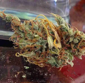Sweet Island Skunk