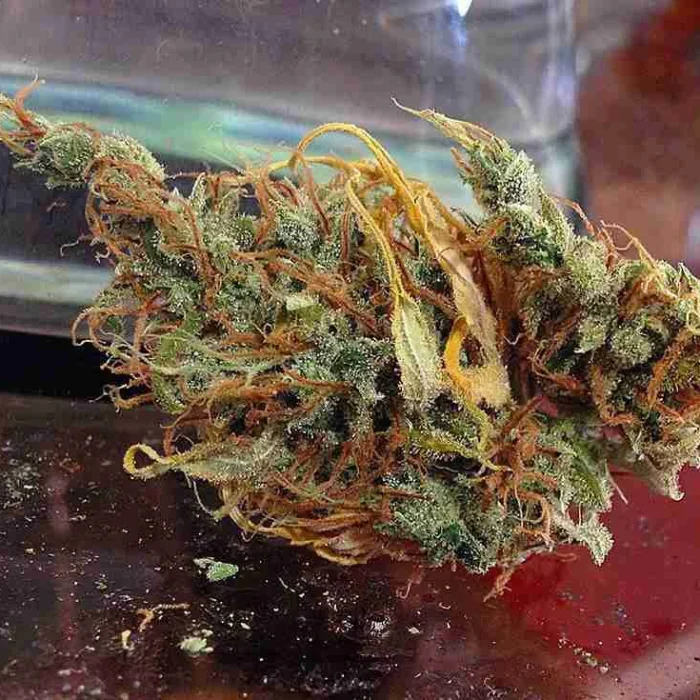 Sweet Island Skunk