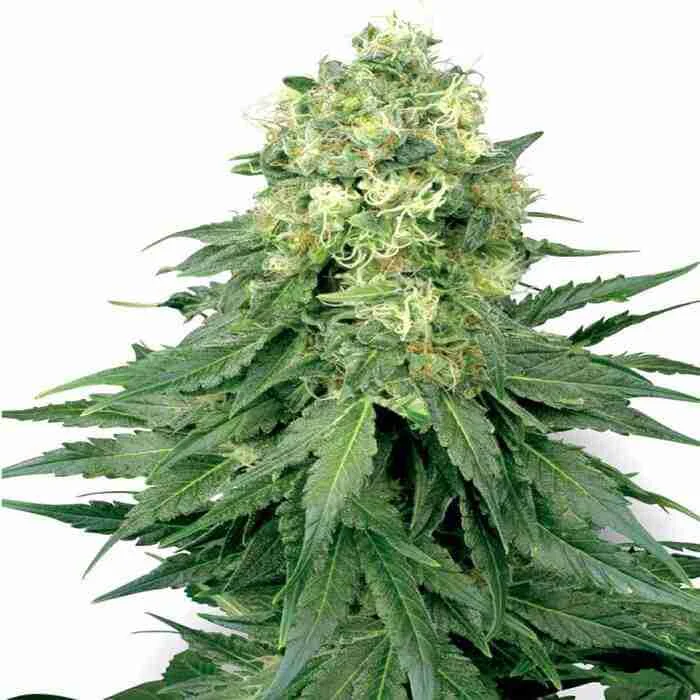 Buy White Widow Feminized Seeds White Widow Feminized Seeds