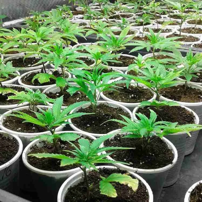 Buy Weed Clones Weed Clones