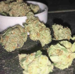 White Widow