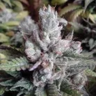 Alien Purple OG / Oz