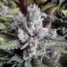 Buy Critical Alien OG / Oz