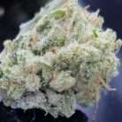 Critical Alien OG / Oz