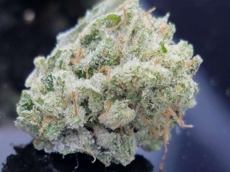 Buy Critical Alien OG / Oz Critical Alien OG / Oz