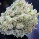 Buy Critical Alien OG / Oz