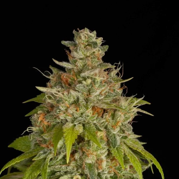 Buy Blue Dream Feminized Blue Dream Feminized