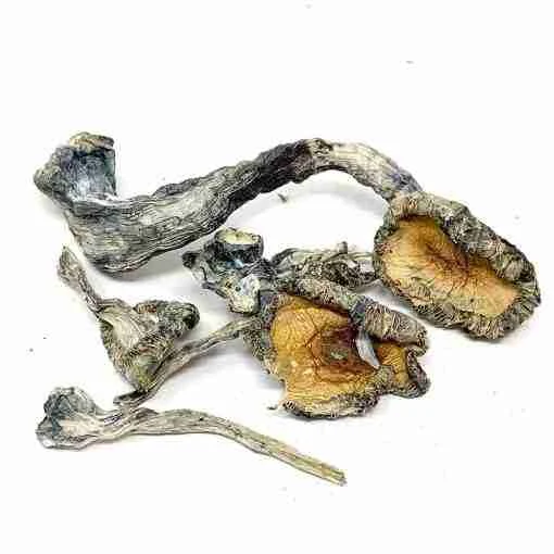 Buy Blue Meanies Magic Mushrooms Blue Meanies Magic Mushrooms