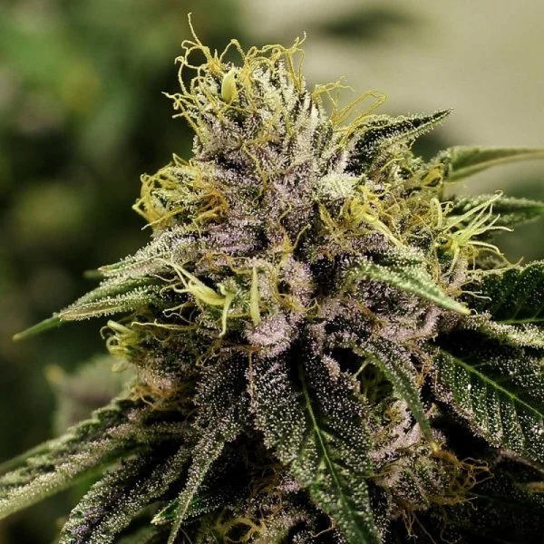 Buy Blue Mystic Feminized Blue Mystic Feminized