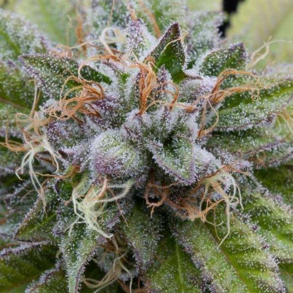 Buy Bubba Kush / Oz Bubba Kush / Oz