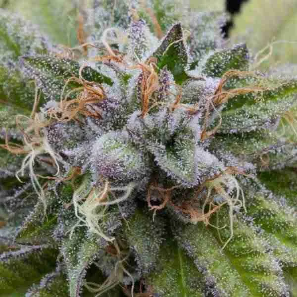 Buy Buy Bubba Kush / Oz Buy Bubba Kush / Oz