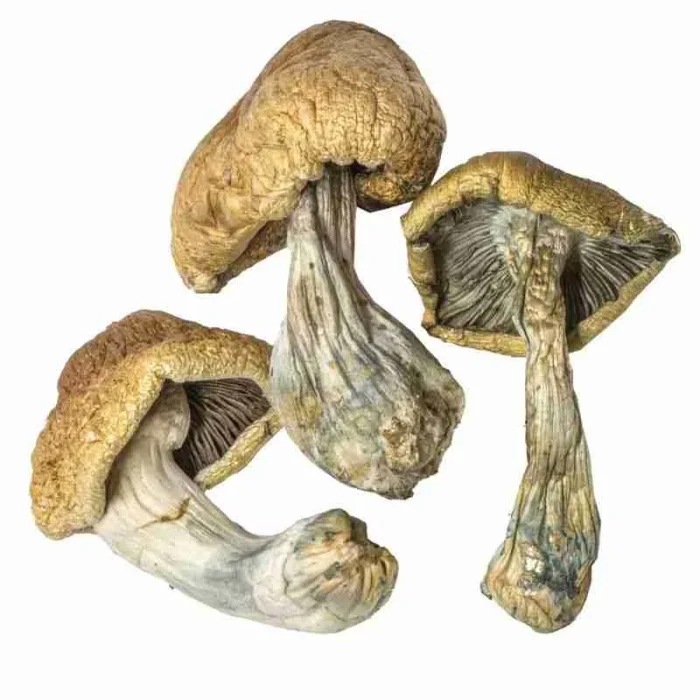 Buy Cambodian Magic Mushrooms Cambodian Magic Mushrooms