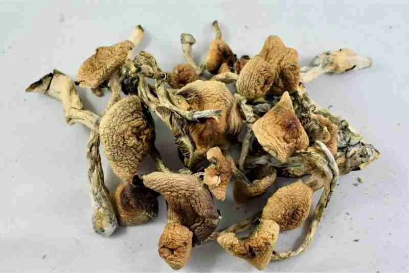 Ecuador Magic Mushrooms