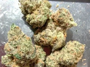 Girl Scout Cookies Strain