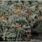 Grape Stomper / Oz