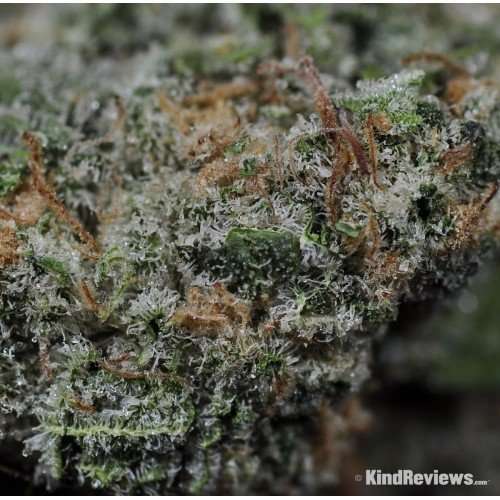 Buy Grape Stomper / Oz Grape Stomper / Oz
