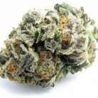Gushers / Oz