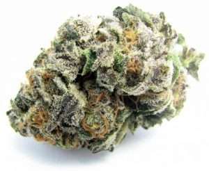 Gushers / Oz