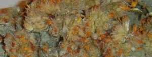 Hawaiian Haze / Oz