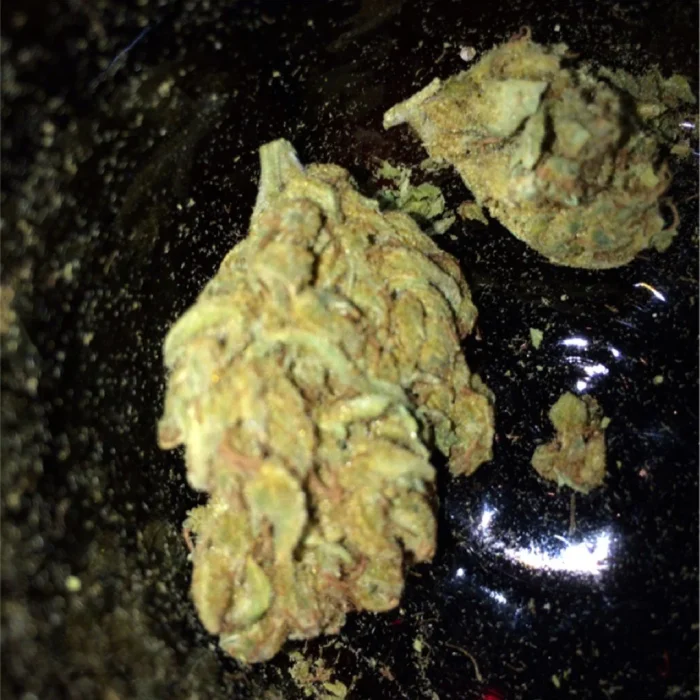 Buy Ghost Train Haze Kush Ghost Train Haze Kush