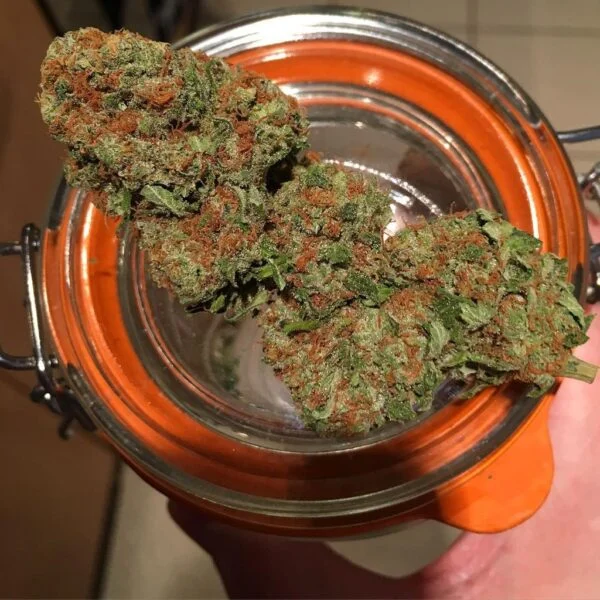Buy OG Kush OG Kush
