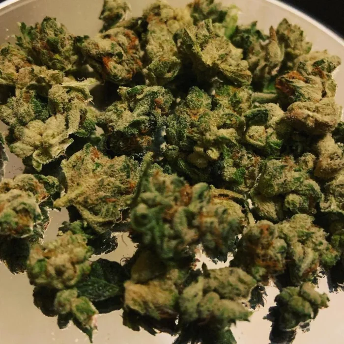 Buy Space Queen Strain Space Queen Strain