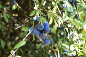 180mlg Berry Blue Raspberry