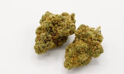 Buy lemon kush lemon kush