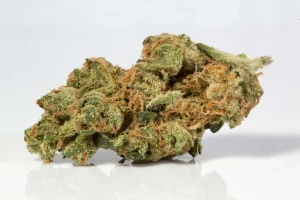 Red Congolese Strain